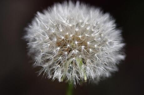 zoveelste paardenbloem