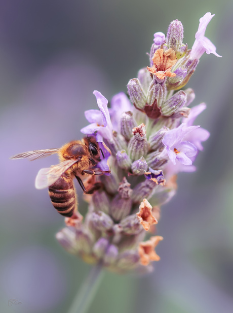 Bij in de lavendel