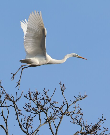 Grote zilverreiger