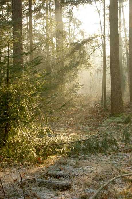 Veluwe op Oudjaarsdag 2