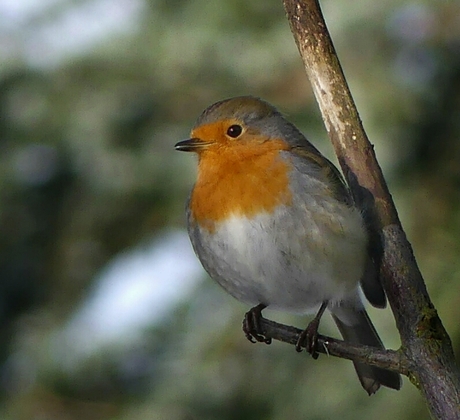 Robin