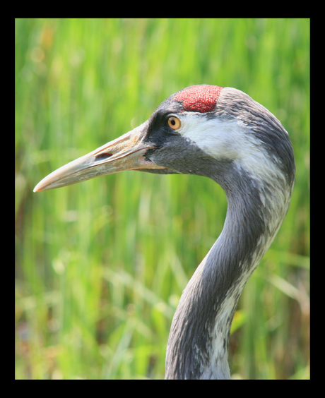 Europese kraanvogel