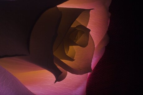 Enlighted Rose