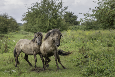 Konikpaarden 