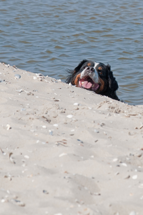 Berner Sennenhond Amber