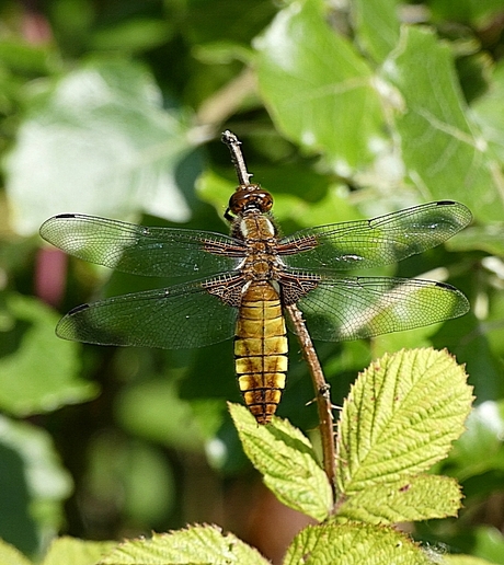 Platbuik