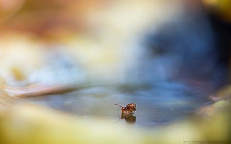 Deep in the forest - Afgelopen zondag had het 's nacht geregend  en temperatuur was rond de 5 graden in de morgen dus hoopte ik springstaartjes  ergens in wat water te vi - foto door HMeeuwes op 18-12-2015 - deze foto bevat: kleur, macro, water, natuur, klein, druppel, paddenstoel, bos, insect, zwemmen, sfeer, drinken, dof, tussenring, springstaartje, henk meeuwes