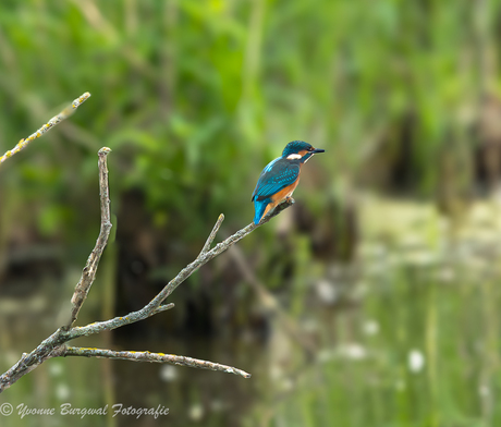 ijsvogel op de uitkijk