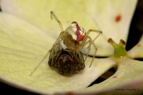 de gewone Tandkaak alias Enoplognatha ovata