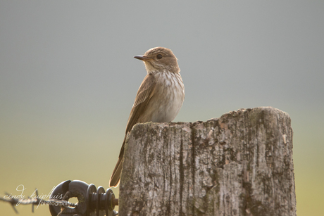 grauwe vliegenvanger