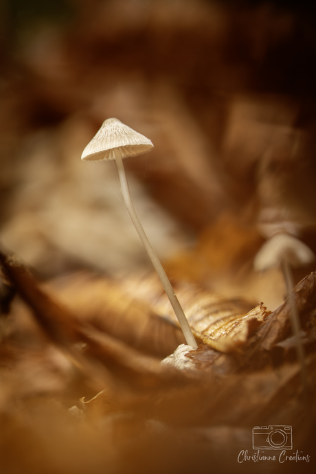 Tussen blad en licht