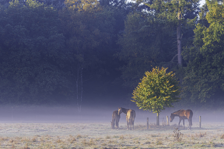 horses