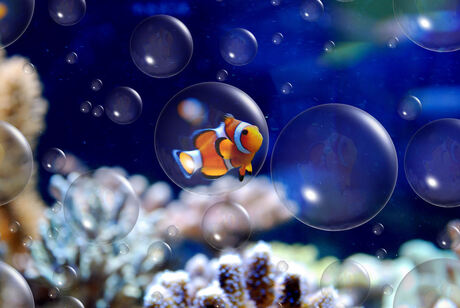 nemo