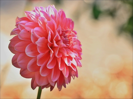Dahlia