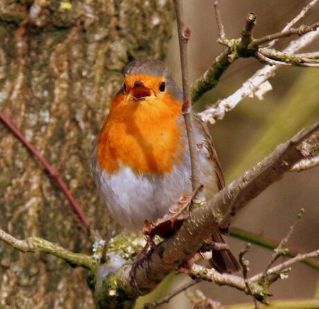 Zingende roodborst