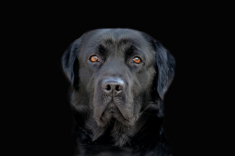 Labrador Buddy