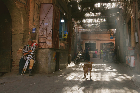 A dog in Medina