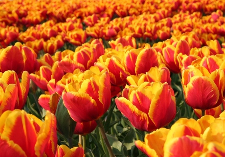 Tulpenzee