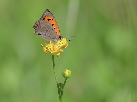 Kleine vuurvlinder..