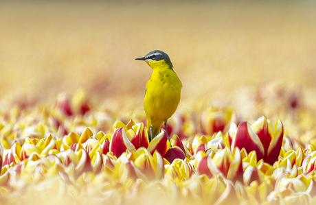 Kwikstaart op tulp 