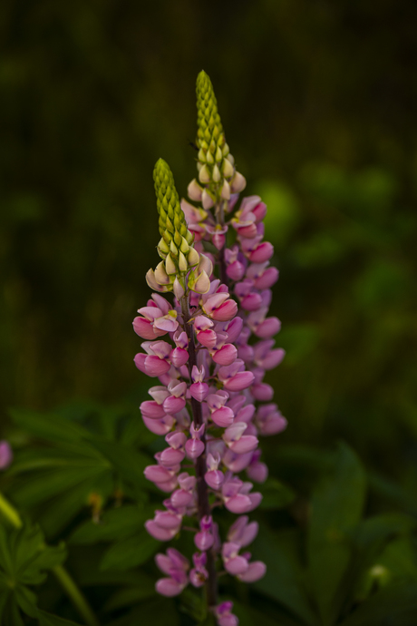 roze bloem in zweden