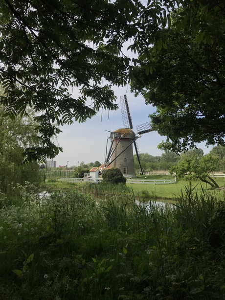 Wippersmolen Maassluis