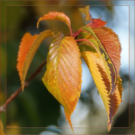 herfstbladeren