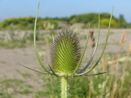 DISTEL