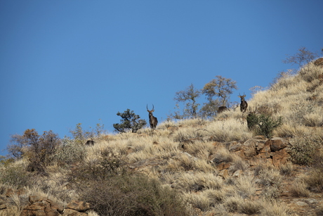 waterbok namib