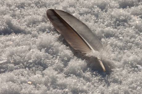 Dark feather and white snow