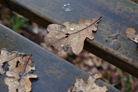 Autumn leaf