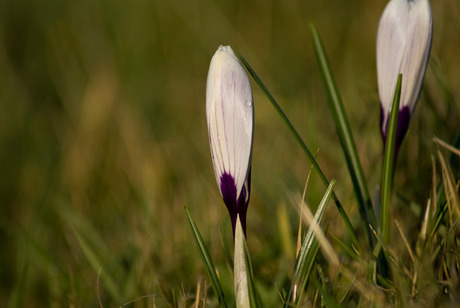 Krokusje