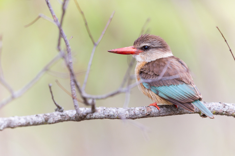 Bruinkapijsvogel