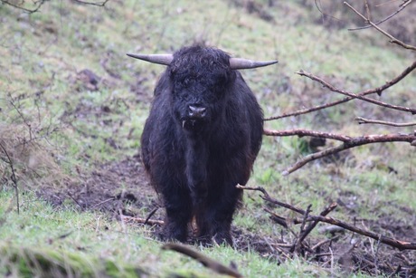 Schotse hooglanders