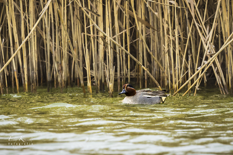 De mooie Wintertaling