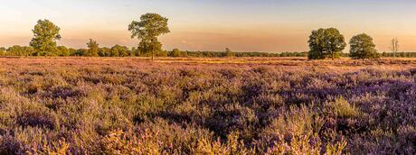 Balloërveld