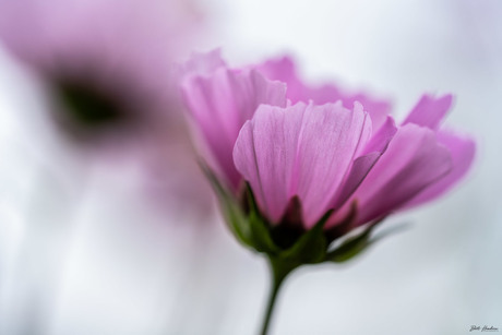 Cosmea