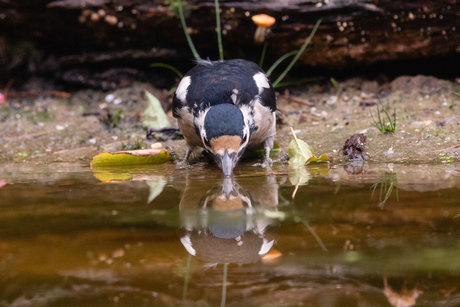 Drinkende grote bonte specht