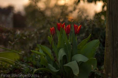 Rode tulpen in laatste zonlicht