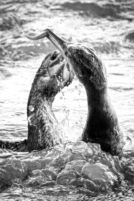 aalscholvers vechten voor de vis