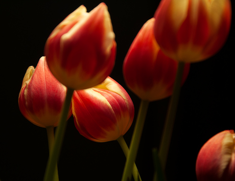 Tulpen