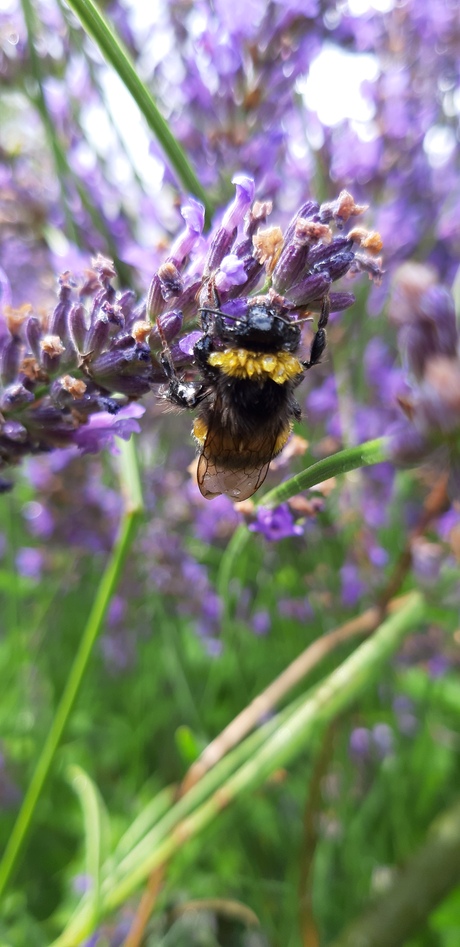 Nat geregende hommel,