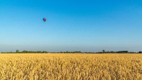 Korenveld in avondzon