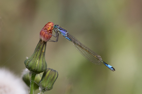 Libelle (lantaarntje)