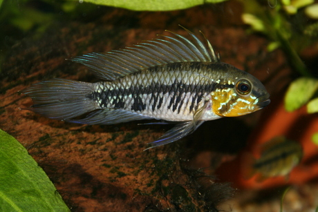 A. gibbiceps 3