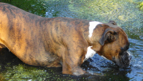 B'lana heeft dorst