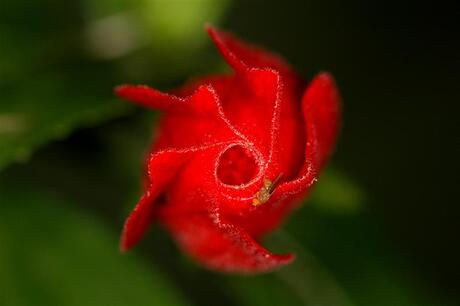 Hibiscus met fruitvliegje (drosophila)