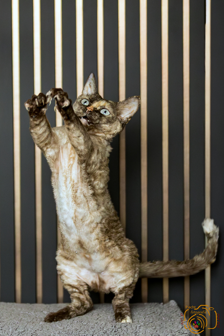 Daisy ChaGIDAbuba cattery devon rex 