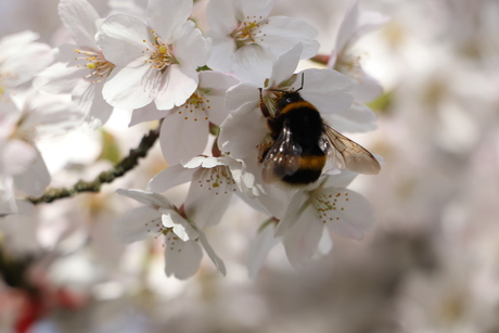  bij in bloem japanse kersenboom