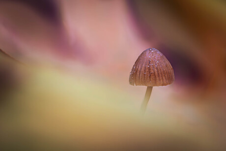 Tussen de bladeren.....